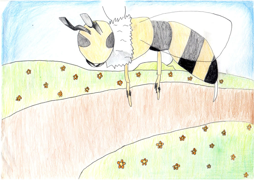 普通なハチ