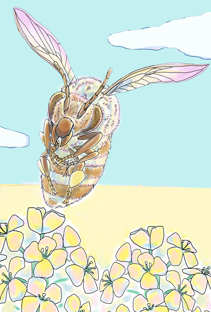 菜の花と蜜蜂